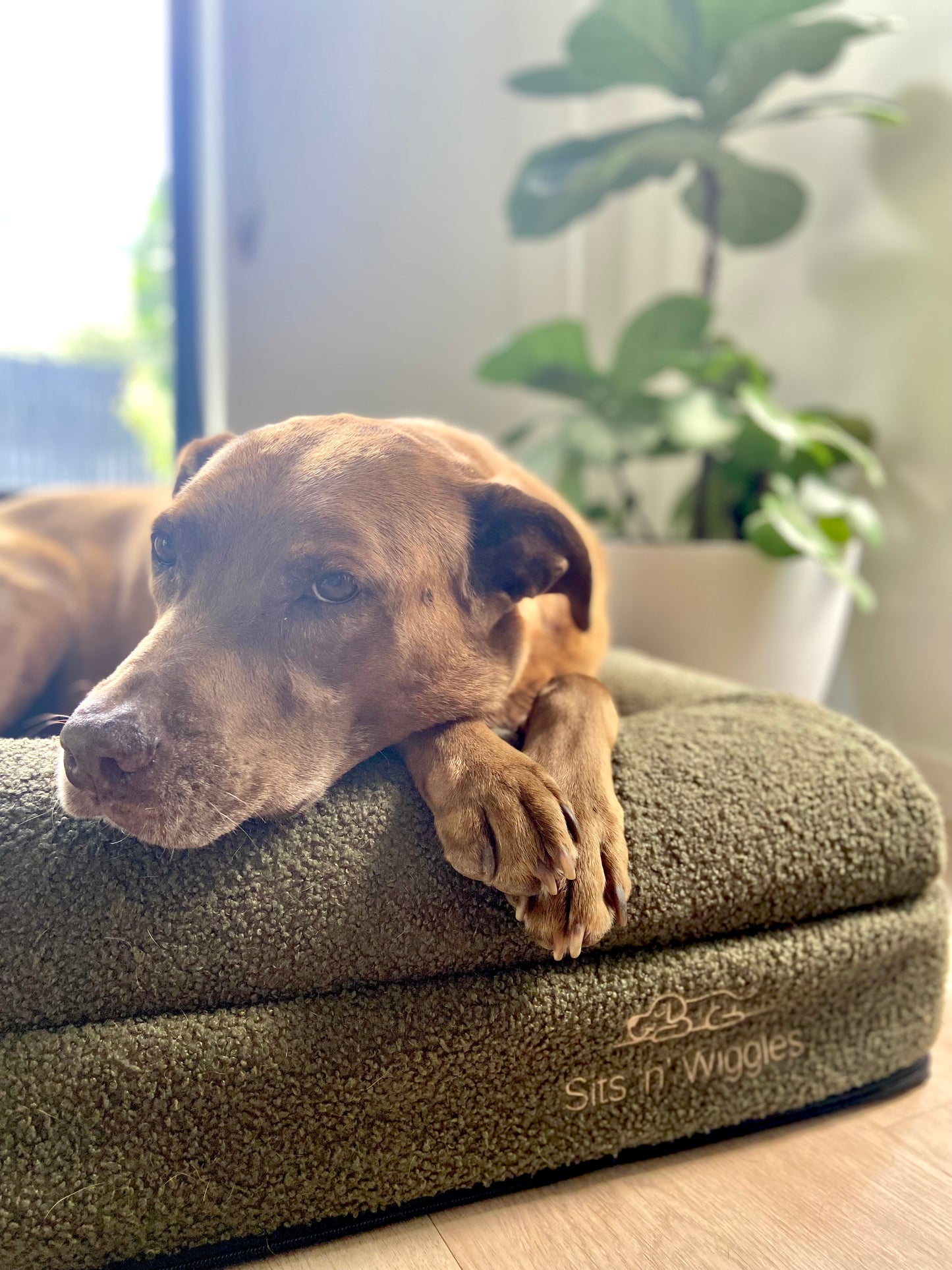 Jax Bed - Orthopaedic Memory Foam Dog Bed WHITE