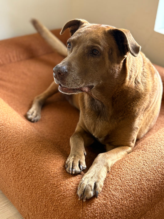 Jax Bed - Orthopaedic Memory Foam Dog Bed TERRACOTTA