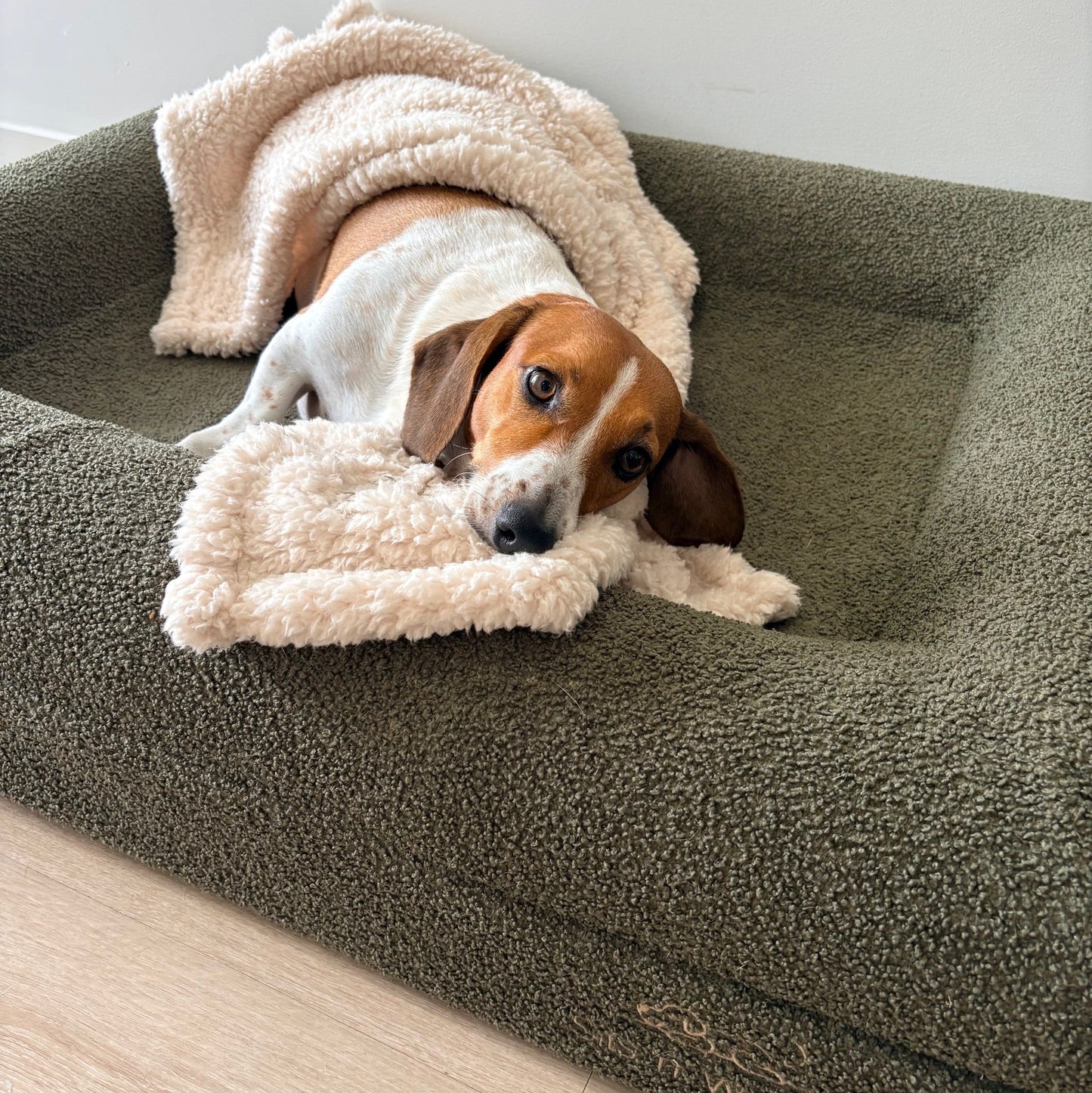 Cosy Companion Bundle