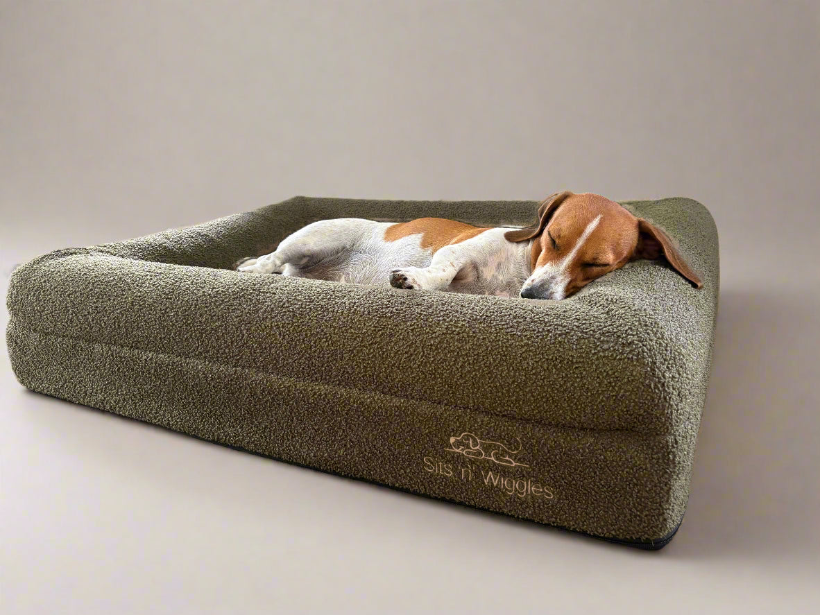 Ziggy lying on a olive dog bed with 'Sits n Wiggles' branding in a studio setting.