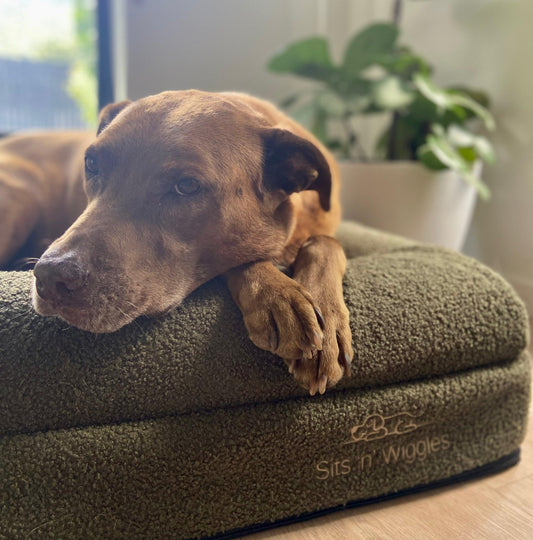 Ruby lying on a olive dog bed with 'Sits n Wiggles' branding in a home setting.
