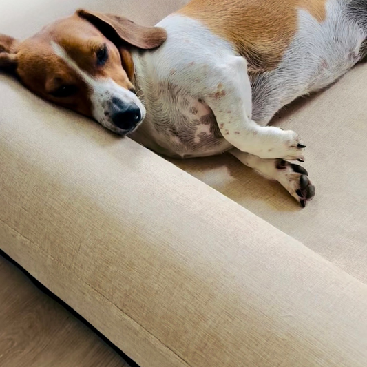 Jax Bed - Orthopaedic Memory Foam Dog Bed - LINEN BEIGE