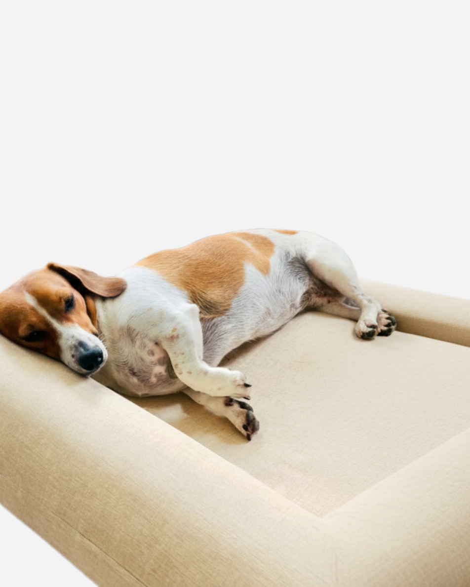 Jax Bed -  Orthopaedic Memory Foam Dog Bed - LINEN BEIGE