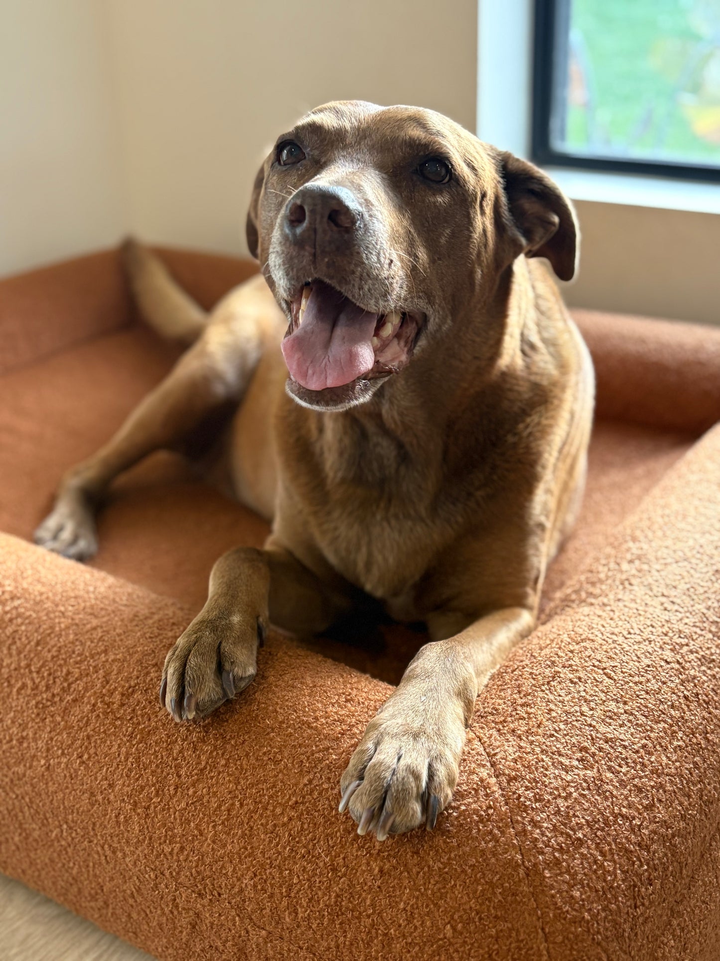 Jax Bed -  Orthopaedic Memory Foam Dog Bed TERRACOTTA