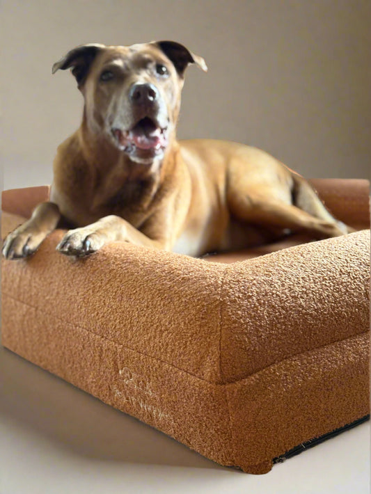 Jax Bed -  Orthopaedic Memory Foam Dog Bed TERRACOTTA