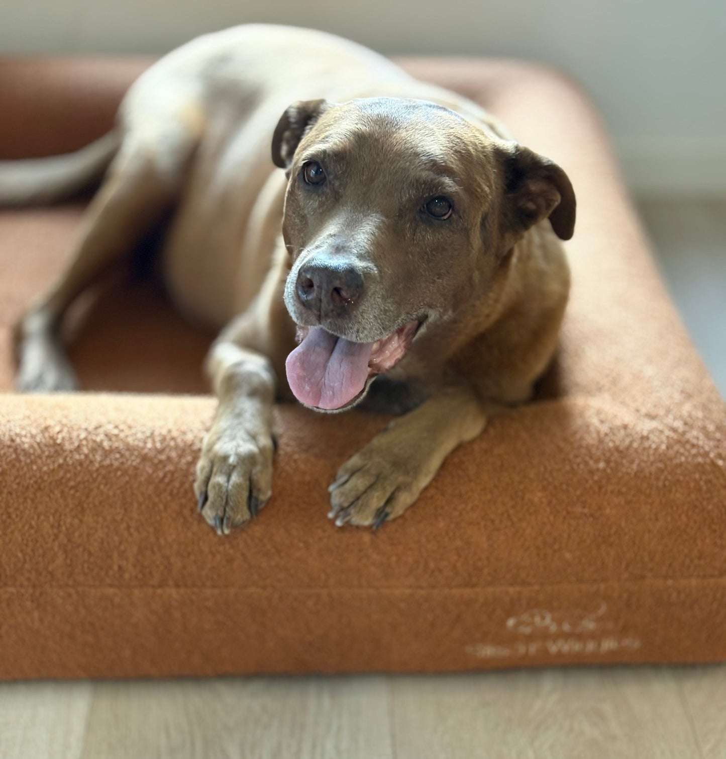 Jax Bed -  Orthopaedic Memory Foam Dog Bed TERRACOTTA