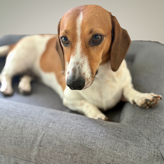 Jax Bed -  Orthopaedic Memory Foam Dog Bed - LINEN GREY